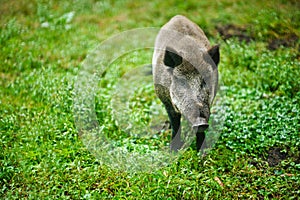 Wild boar on background of green