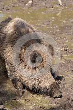 Wild boar bathing in mud