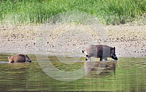 Wild boar bathing