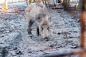 A wild boar behind a fence on a sunny winterday