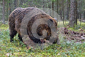 Big Wild boar
