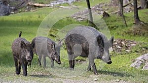 Wild boar in Canada park