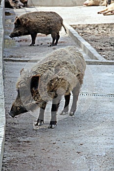 Wild boar in captivity