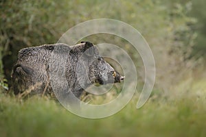 Wild boar cautious photo