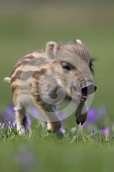 Wild boar chick Sus scrofa in meadow near forest. Spring season