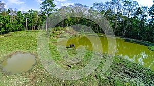 Wild boar in Chitwan National Park, Nepal