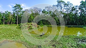 Wild boar in Chitwan National Park, Nepal