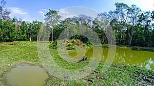 Wild boar in Chitwan National Park, Nepal