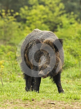 Wild boar on a clearing