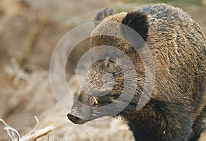 Wild boar close-up