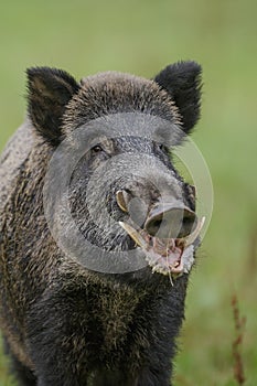 Wild boar close-up photo