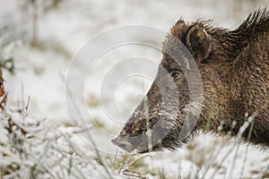 Wild boar close-up in winter