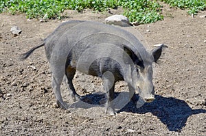 Wild boar