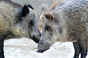 Wild Boar Couple