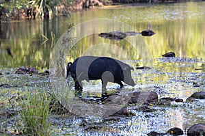 Wild Boar Crossing The River