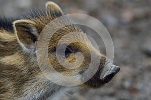 Wild boar cup portrait