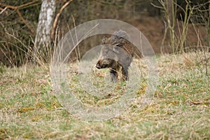 Wild boar, a cute funny piglet walking on grass, trees in background