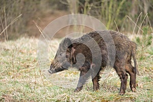 Wild boar, a cute funny piglet walking on grass, trees in background