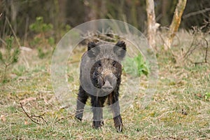 Wild boar, a cute piglet walking on grass, trees in background