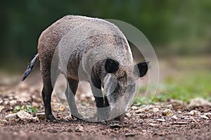 a wild boar in a deciduous forest in autumn