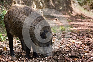 Wild boar digs snout acorns in woods