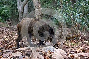 Wild boar digs snout acorns in woods