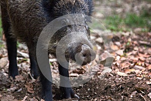 Wild boar digs snout acorns in woods