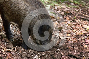 Wild boar digs snout acorns in woods