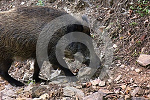 Wild boar digs snout acorns in woods