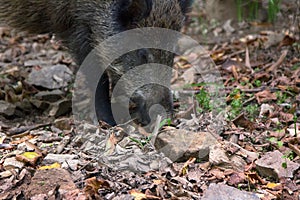 Wild boar digs snout acorns in woods