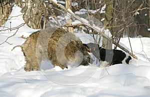 Wild boar and dog.