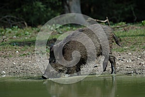 Wild boar is drinking