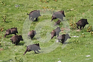 Wild boar drove runing