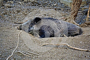 Wild boar in dry wallow in the forest