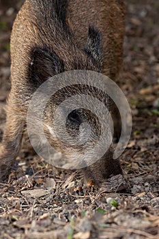 Wild boar eat acorns under the oaks