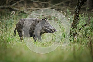 Wild boar eating apples