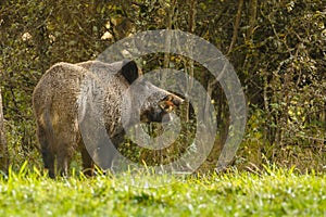 Wild boar, eating fallen apples