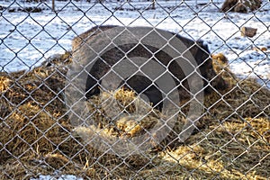 Wild boar eats hay in a cage.