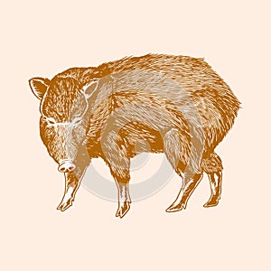 Wild boar engrave isolated vector illustration. The object of an old vintage sketch. Wildlife farmer animal concept. Animals of
