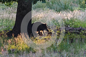 Wild boar or Eurasian wild pig backlit silhouette feeding under big oak tree crown in summer wood