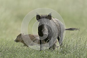 Wild Boar eyecontact