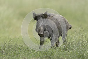 Wild Boar eyecontact II