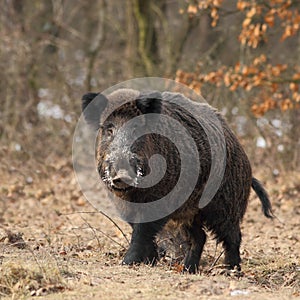 Wild boar face to face 3.