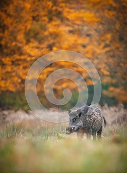 Wild boar in fall colors