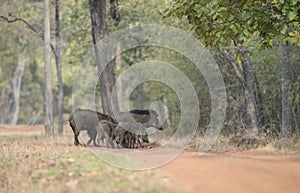 Wild Boar Family crossing the forest path