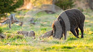 Wild boar family feeding on pasture in spring nature