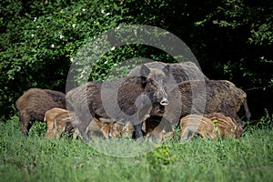 Wild boar family in forest