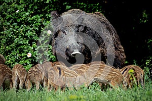 Wild boar family in forest