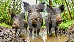 Wild Boar Family in the Forest Looking at Camera - Generative Ai