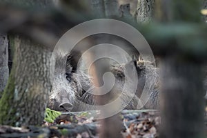 Wild boar family lying in forest in autumntime Sus scrofa. View of dangerous aggressive animal in wilderness.